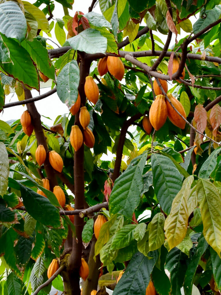 Theobroma cacao CACAO TREE. Royal Botanic Gardens, Kew.